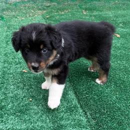 Fudge - Black tri-color female Australian Shepherd puppy in Mount Vernon, Texas from RJ's Aussie Posse