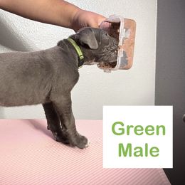 Cane Corso and Miniature Schnauzer Puppies from P1FamilyCanines