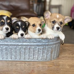Pembroke Welsh Corgi Puppies from Davies Ranch Pembroke Welsh Corgis