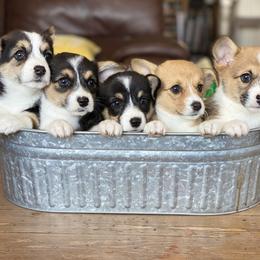 Pembroke Welsh Corgi Puppies from Davies Ranch Pembroke Welsh Corgis