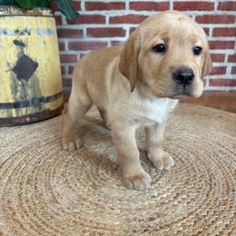 Honey - Yellow female Labrador Retriever puppy in Archer Lodge, North Carolina from Archer Lodge Labradors