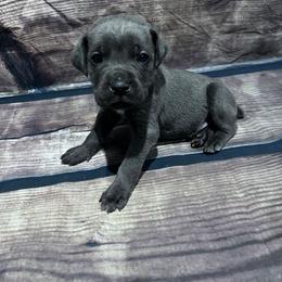 Orange Collar - Gray male Cane Corso puppy in Fritch, Texas from Carrie Brown's Cane Corsos