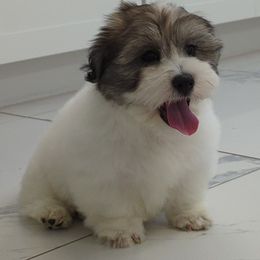 Girl 1 - Coton de Tulear puppy in Florida from Sweet and Fun Cotons