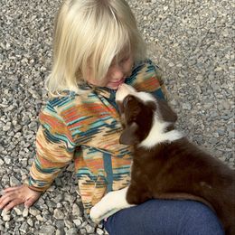 Boy 1 - Red male Border Collie puppy in Rural Retreat, Virginia from Hidden Acres Farm Corgis