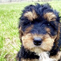 Bernedoodles, Cockapoos, and German Shorthaired Pointers from Filipiak Breeders