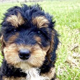 Bernedoodles, Cockapoos, and German Shorthaired Pointers from Filipiak Breeders
