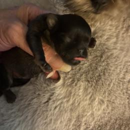 Girl 2 - female Brussels Griffon puppy in Mayville, Michigan from Carol's Brussels Griffon