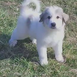 Purple Collar Boy - White and badger Great Pyrenees puppy in Bon Aqua, Tennessee from Joel's Farm LLC