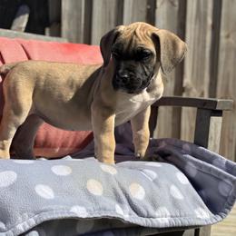 Girl 2 Fawn Blk mask - Fawn female Boerboel puppy in Mansfield, Texas from Dynasty Blue Ridge Boerboel