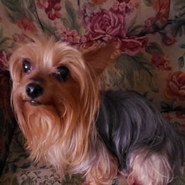 Rosie - Yorkshire Terrier