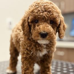Bernedoodle, Goldendoodle, and Poodle Puppies from 4goldendoodles