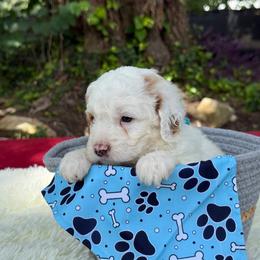 Blaze - Cream male Poodle puppy in Lakeland, Florida from Gulfside Poodles