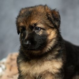 German Shepherds from Vom Furstenhund German Shepherds