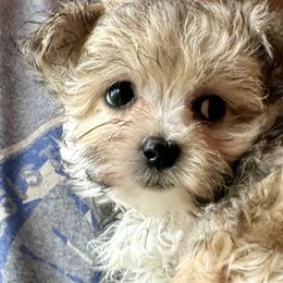 Maltese and Maltipoos from LMC Pups