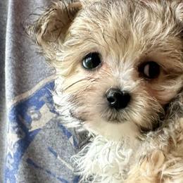 Maltese and Maltipoos from LMC Pups