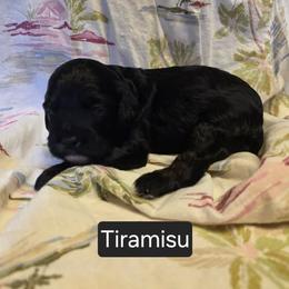 TIramisu - Black male Cavapoo puppy in Lewisburg, Pennsylvania from Jessie's Puppies