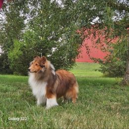 Teller - Sable and white male Shetland Sheepdog puppy in Clearfield, Iowa from Karmayne Kennels