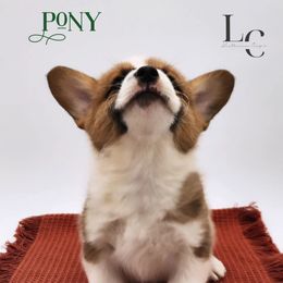 Pony - Red male Pembroke Welsh Corgi puppy in Pine Village, Indiana from NL Horsemanship