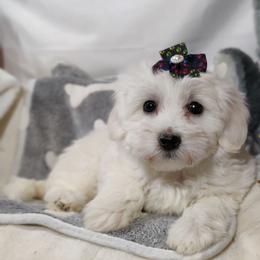 Minnie - White female Coton de Tulear puppy in Westfield, North Carolina from Legacy Pets