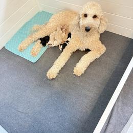 White Collar Boy - Black male Goldendoodle puppy in Litchfield, Connecticut from Gracie Doodles CT