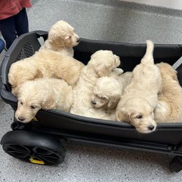 Goldendoodle Puppies from Lakes Golden Doodles