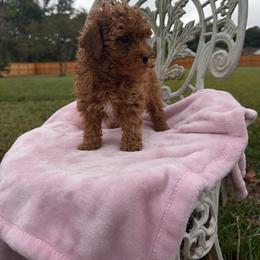 Lucy - Red  female Poodle puppy in Apex, North Carolina from Happy puppies