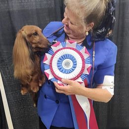 Scout - Dachshund