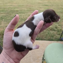 Dachshund Puppies from Mini Dachshund Loves