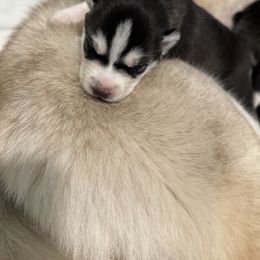 Siberian Husky Puppies from Coldwind Kennel