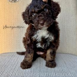 Honeymaren - Brown and white female Bernedoodle puppy in Owasso, Oklahoma from Kallams Bernedoodles & Bernese Mountain Dogs