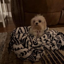 Stormy - White female Maltese puppy in Asheville, North Carolina from TCBs Glowing Maltese