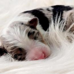 Border Collie Puppies from Borderline Kennels