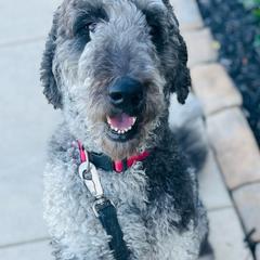 Ella - Goldendoodle