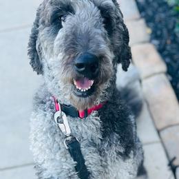 Ella - Goldendoodle