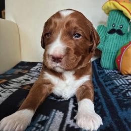 Rico - Red  male Goldendoodle puppy in Pine Grove, California from Lundee Doodles