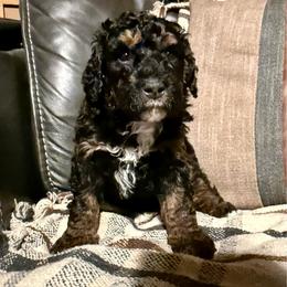 Tucker - Phantom male Bernedoodle puppy in Jim Falls, Wisconsin from Pup Paw-fection