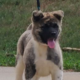 Akita Puppies from Magnolia Akitas