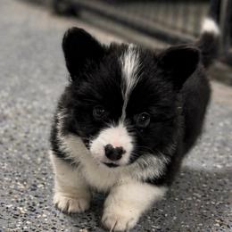 Max - Black and white male American Corgi puppy in Bloomfield, Iowa from Seven B Corgis & Doxies