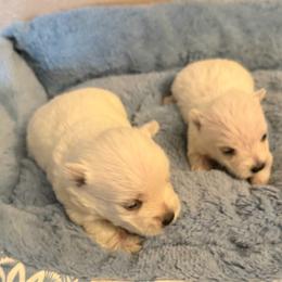 Toby - White male West Highland White Terrier puppy in Park Rapids, Minnesota from Peggy’s Terriers