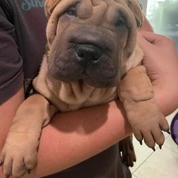 Chinese Shar-Pei Puppies from Sunspire Shar-Pei