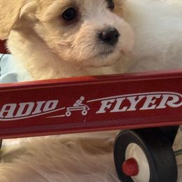 Coco - Tri-color male Coton de Tulear puppy in Florida from Dynasty Cotons of Florida