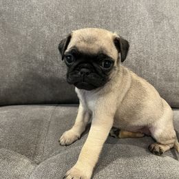 Pug Puppies from Hailey's Pugs