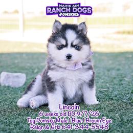 Lincoln - Black and white male Pomsky puppy in Humeston, Iowa from M.A.R. Dogs