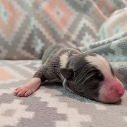 Medusa - Blue female Border Collie puppy in Grapeview, Washington from Athena’s Collies