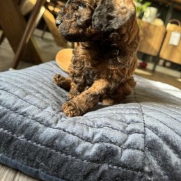 Poodle Puppies from Noelle Poodles