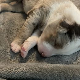 Australian Shepherd Puppies from Forgotten Coast Australian Shepherds