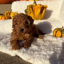 Daisy- 8510 - Red  female Goldendoodle puppy in Wever, Iowa from JK Royal Lines