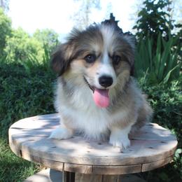 Fairy Godmother (2150) fluffy - Sable female Pembroke Welsh Corgi puppy in Valley, Washington from Corgis of the Mountain Valley