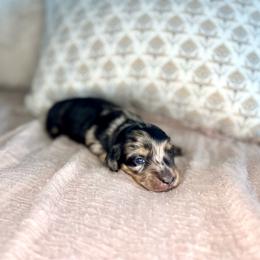 Black and cream dapple boy - Dapple male Dachshund puppy in Beaver, Pennsylvania from Meaden’s Mini Dachshunds