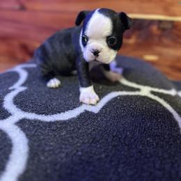 Boston Terrier Puppies from Goshorn Family Bostons and Frenchtons
